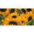 Sproutworld Sharpened Pencil potlood Sunflower